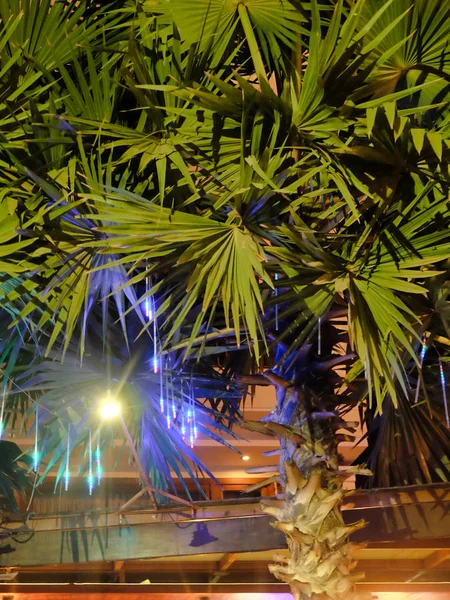 Follaje Palma Gruesa Durante Noche Fondo Vegetativo — Foto de Stock