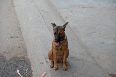 Bir çan ile bir yaka içinde Üzgün köpek karışık cins.