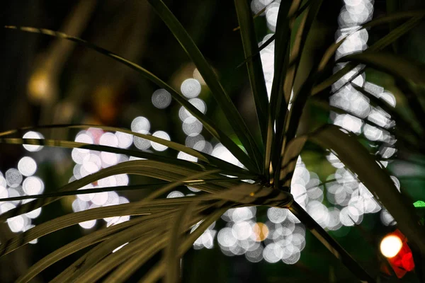 Tak Van Een Tropische Plant Shot Close Onscherpe Achtergrond — Stockfoto