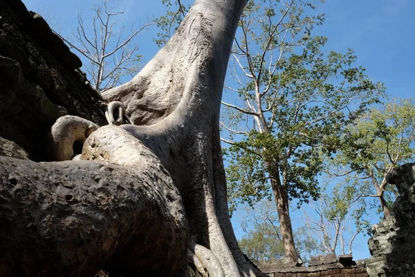 Den Enorma Roten Banyan Tree Och Dess Släta Vita Stammen — Stockfoto