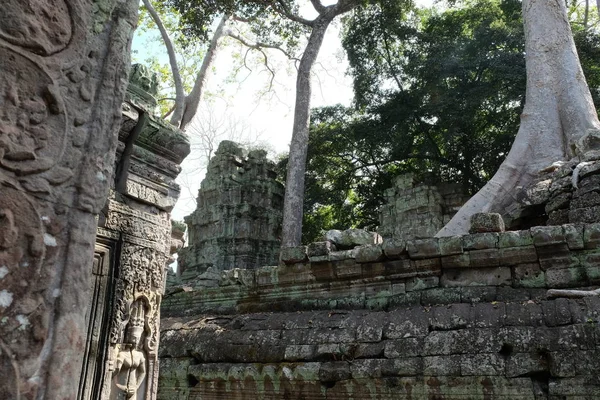 Luftwurzeln Riesiger Ficus Auf Steinruinen Banyan Baum Und Die Ruinen — Stockfoto
