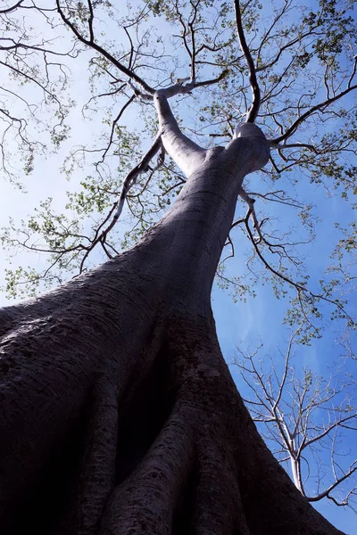 Tronc Énorme Arbre Blanc Sur Fond Ciel Clair Tétramélès Des — Photo