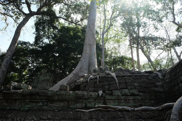 Powietrzne Korzenie Ogromnego Ficusa Kamiennych Ruinach Banyan Tree Ruiny Starożytnej — Zdjęcie stockowe