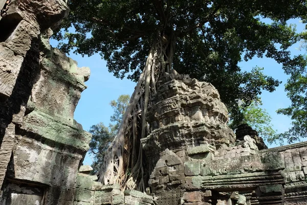 Tree Roots Growing Prohm Felle Angkor Wat Cambodia Древние Руины — стоковое фото