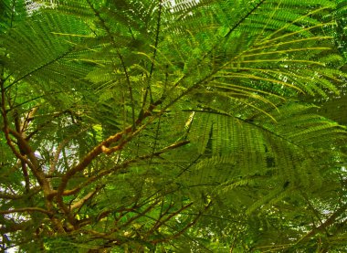 tropikal bir ağacın yoğun yeşillik, yeşillik, bitki örtüsü arka plan, ağaç dalları