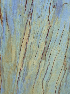 arka plan olarak okaliptüs kabuğu, ahşap doku, ahşap arka plan