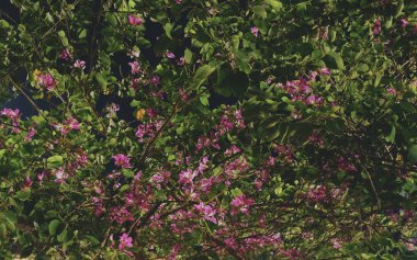 Bush, çok sayıda çiçek açtı. Arka plan olarak çiçekli çalı.