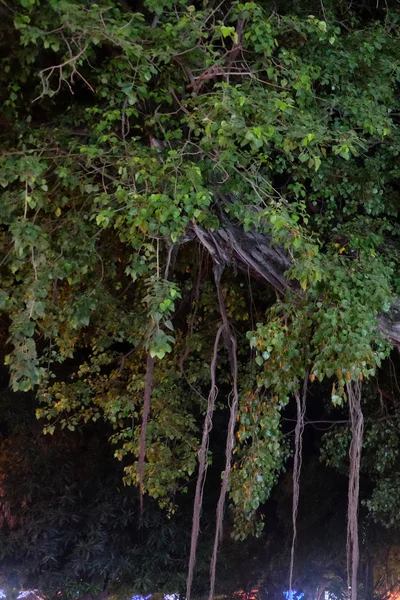 Büyük Bir Tropikal Ağaç Dalları Gece — Stok fotoğraf