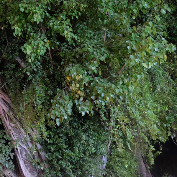 branches of a large tropical tree, night time