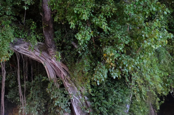 branches of a large tropical tree, night time