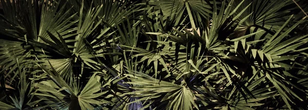 Feuillage Épais Palmier Nuit Fond Végétatif — Photo