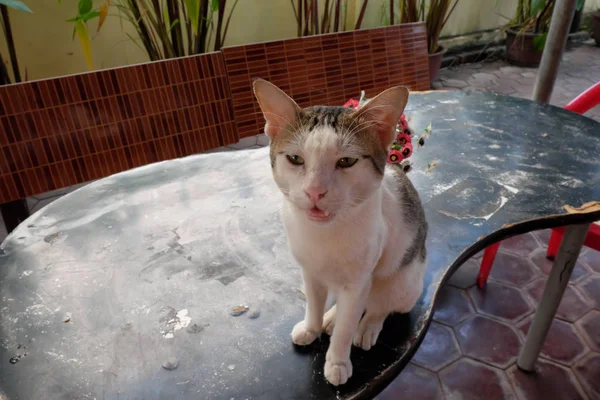 Gato Branco Raivoso Raça Mista — Fotografia de Stock