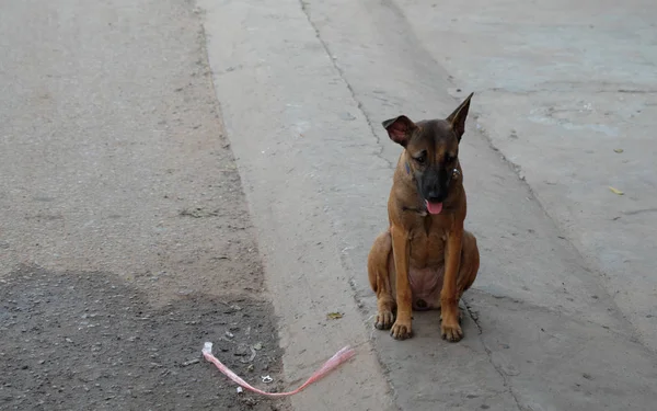 Cane Triste Razza Mista Colletto Con Una Campana — Foto Stock