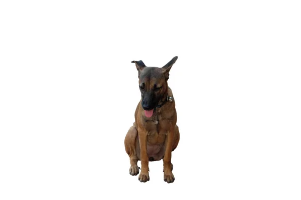 Sad Dog Mixed Breed Collar Bell Isolated White Background — Stock Photo, Image