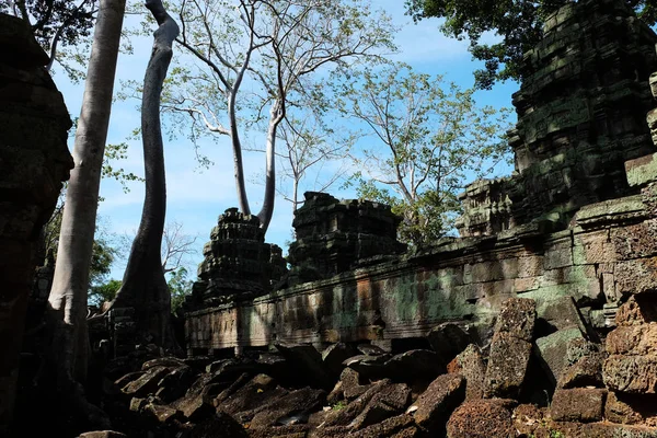 古老的高棉遗址中生长着巨大的杉树 古代石器建筑的碎片 — 图库照片
