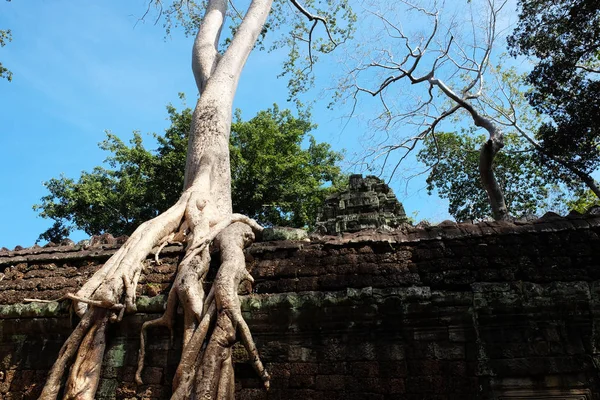 Banyan Trees Ruins Prohm Temple Cambodia Large Aerial Ficus Roots — Stock Photo, Image
