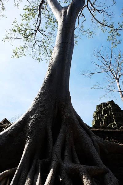 Die Riesige Wurzel Des Banyan Baumes Und Sein Glatter Weißer — Stockfoto