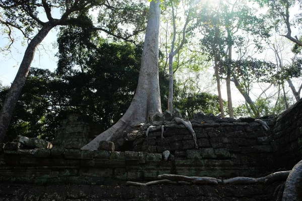 Luftwurzeln Riesiger Ficus Auf Steinruinen Banyan Baum Und Die Ruinen — Stockfoto