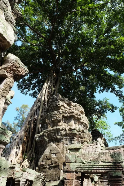 Raíces Árboles Creciendo Sobre Templo Prohm Angkor Wat Camboya Ruinas —  Fotos de Stock