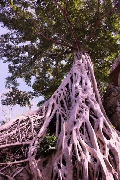 Riesige Weiße Wurzeln Von Tetrameles Baum Üppige Krone Eines Tropischen — Stockfoto