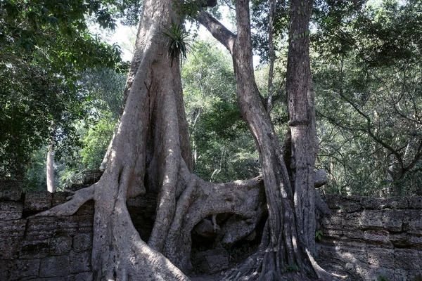 Les Ruines Anciens Bâtiments Absorbés Par Jungle Grandes Racines Arbres — Photo