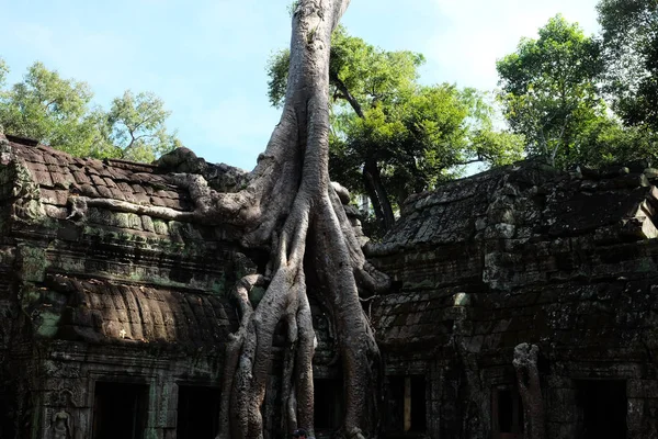 古老的建筑由一棵大树的根编织 高棉帝国的破旧建筑 古代文明的废墟 — 图库照片