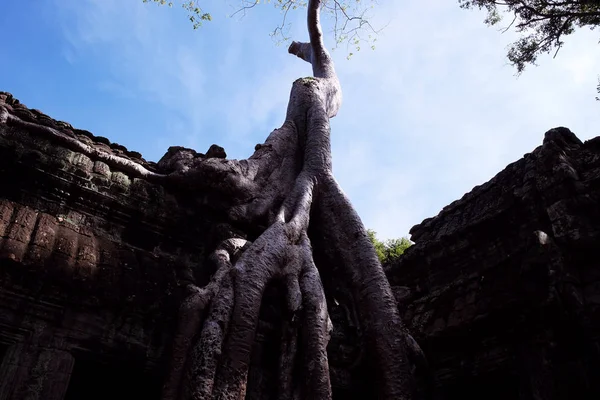 Ancient building braided by the roots of a huge tree. Dilapidated building of the Khmer Empire. The ruins of ancient civilizations.