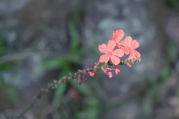Τρία Μικρά Λεπτά Λουλούδια Ένα Κλαδάκι Εύθραυστο Φυτό — Φωτογραφία Αρχείου