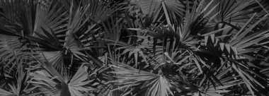 kalın palmiye yeşillik, gece, vejetatif arka plan