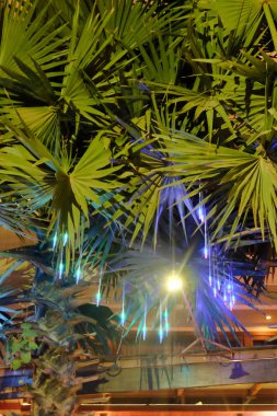 kalın palmiye yeşillik, gece, vejetatif arka plan