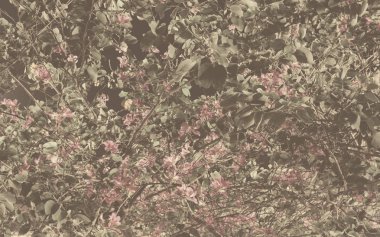 Bush, çok sayıda çiçek açtı. Arka plan olarak çiçekli çalı.