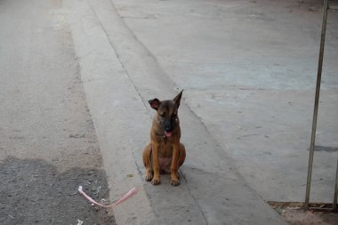 Bir çan ile bir yaka içinde Üzgün köpek karışık cins.