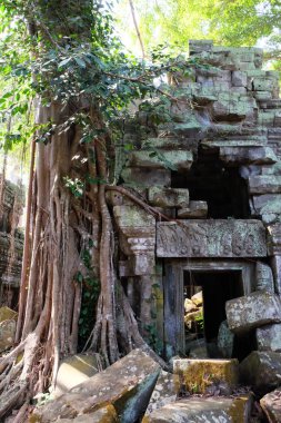 Yağmur ormanlarındaki harap binalar. Ağaçlar Khmer İmparatorluğu'nun terk edilmiş binalarının yakınında yetişir.