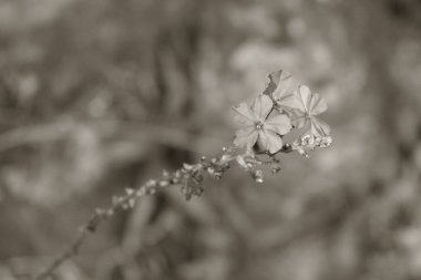 Bir dalda üç küçük narin çiçek. Kırılgan bitki