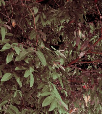 yoğun yeşillik, bitkisel arka plan ile bir ağacın dalları