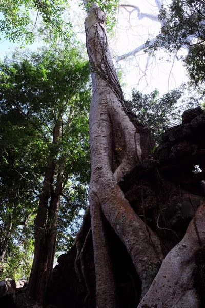 Enorme Raiz Aérea Curva Ficus Antigos Trabalhos Pedra Floresta — Fotografia de Stock