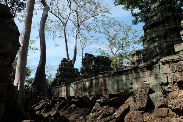 古老的高棉遗址中生长着巨大的杉树 古代石器建筑的碎片 — 图库照片