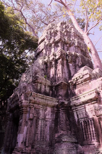 Les Ruines Complexe Temple Prohm Cambodge Patrimoine Architectural Empire Khmer — Photo