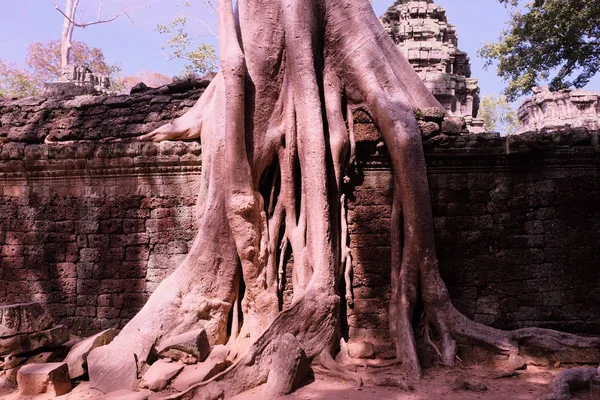 プロム寺院の遺跡のバンヤンの木 カンボジア 古代の石垣に大きな空中イチジクの根 放棄された古代の建物 熱帯の木 — ストック写真