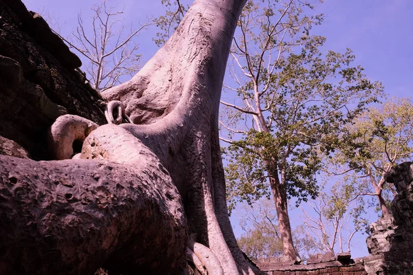 Огромный Корень Бананового Дерева Гладкий Белый Ствол Теплая Солнечная Погода — стоковое фото