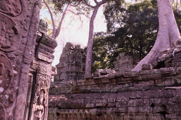 Raíces Aéreas Enormes Ficus Sobre Ruinas Piedra Árbol Banyan Las —  Fotos de Stock