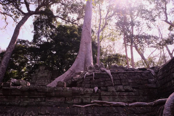 Vzdušné Kořeny Ohromného Kamene Kamenné Rozvaliny Banyan Tree Rozvaliny Starověké — Stock fotografie