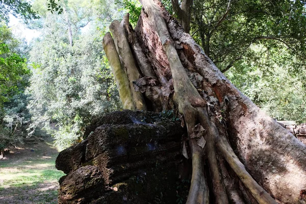 Пень Огромного Тропического Дерева Рядом Останками Старого Здания — стоковое фото