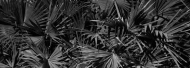 kalın palmiye yeşillik, gece, vejetatif arka plan