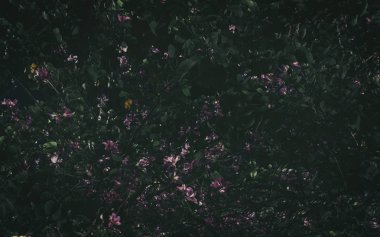 Bush, çok sayıda çiçek açtı. Arka plan olarak çiçekli çalı.