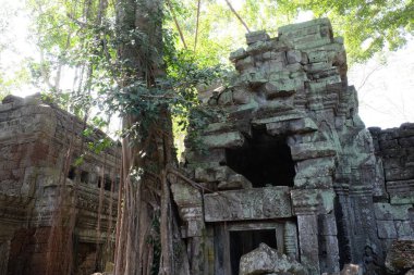 Yağmur ormanlarındaki harap binalar. Ağaçlar Khmer İmparatorluğu'nun terk edilmiş binalarının yakınında yetişir.