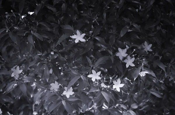 Μικρά Αστέρια Λευκά Λουλούδια Ανθισμένη Θάμνος Floral Φόντο — Φωτογραφία Αρχείου
