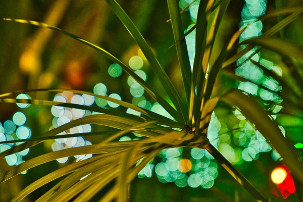 Ramo Una Pianta Tropicale Colpo Primo Piano Sfondo Sfocato — Foto Stock