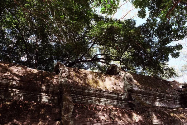 Fragment Dachu Starożytnego Budynku Gruba Korona Drzewa — Zdjęcie stockowe