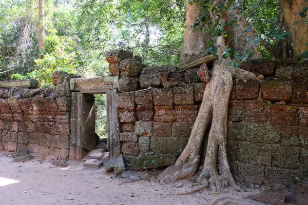 Enorme Ficus Crece Vieja Pared Piedra Árbol Destruye Antigua Muralla — Foto de Stock